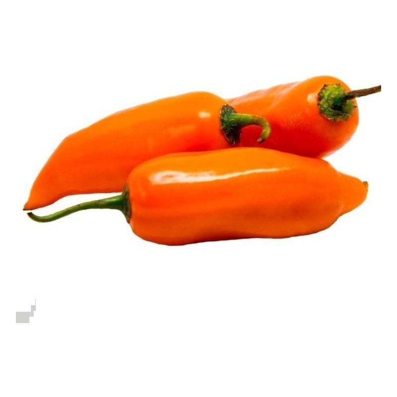 AJI AMARILLO