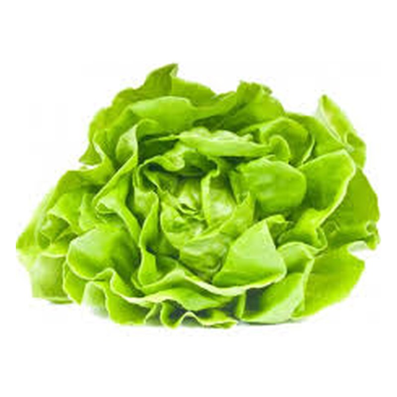 LECHUGA ORGANICA
