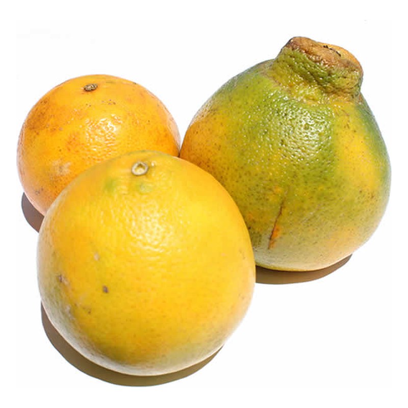 NARANJA TANGELO KG.